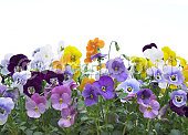 viola tricolor hortensis Image